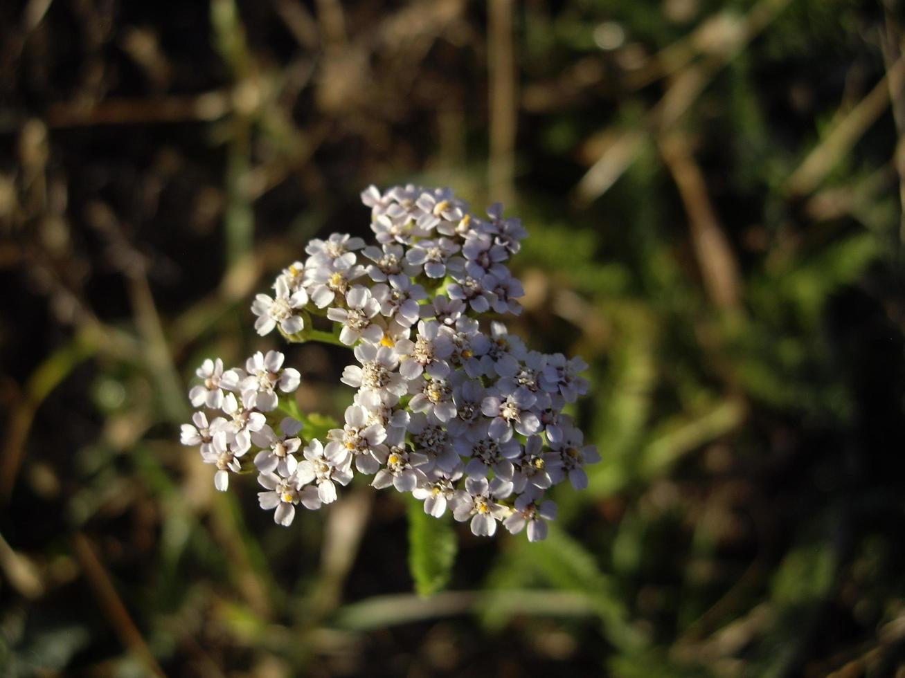 fleurs d'automne au soleil dans le jardin photo