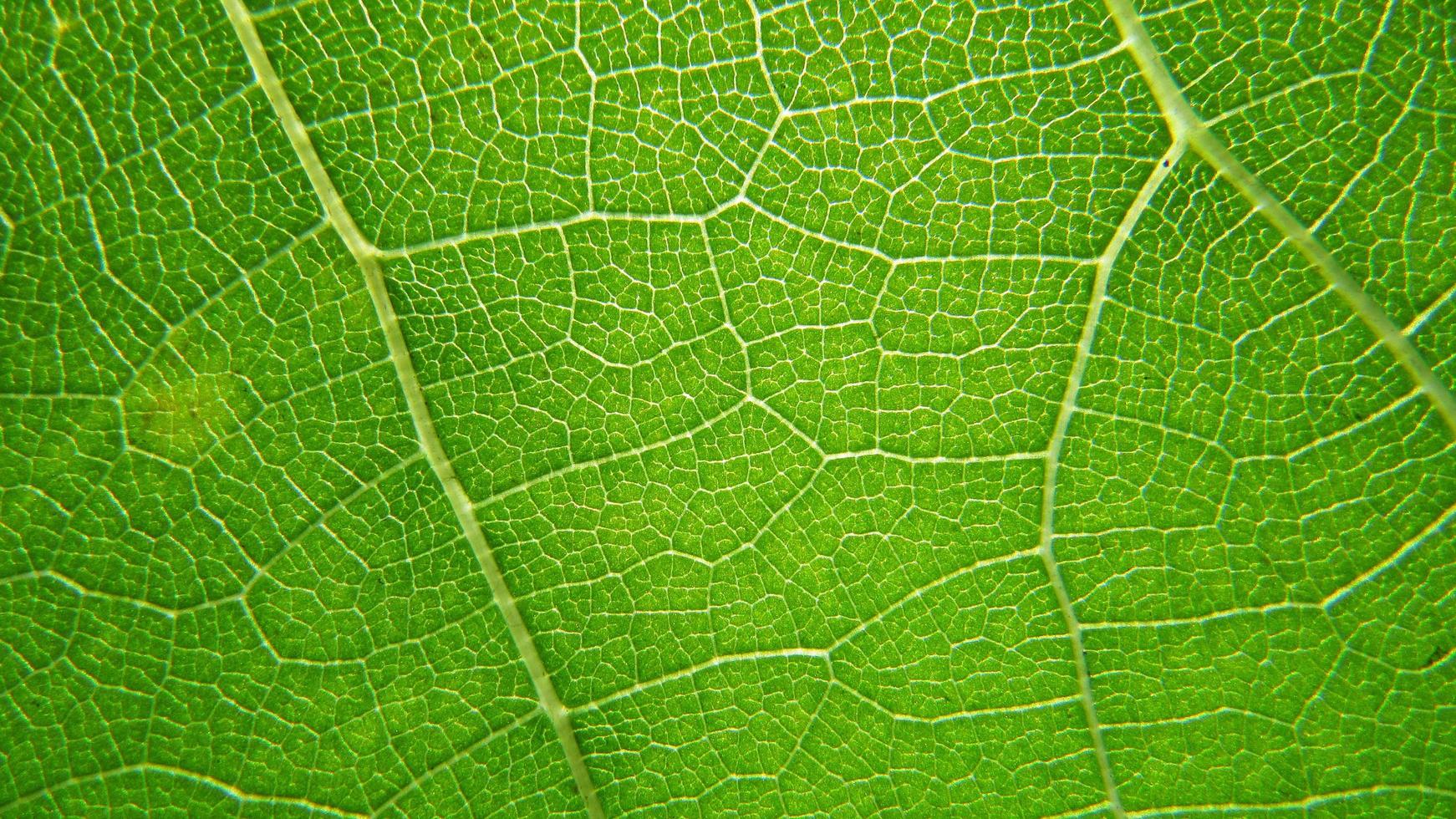 fond de feuille verte. gros plan de la texture des feuilles photo