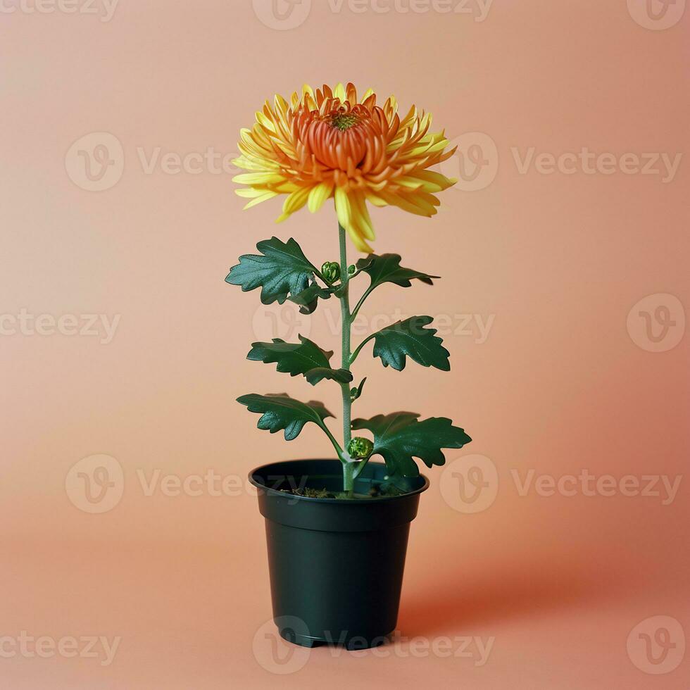 ai généré image de chrysanthème fleur sur isolé plaine Contexte photo