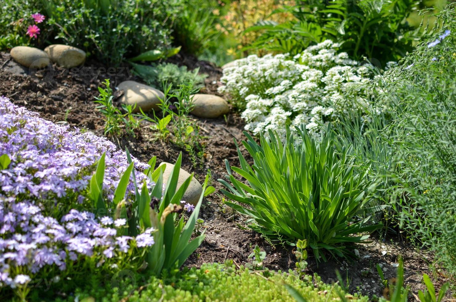 parterre de fleurs avec des pierres, des fleurs blanches et violettes et beaucoup de plantes vertes photo