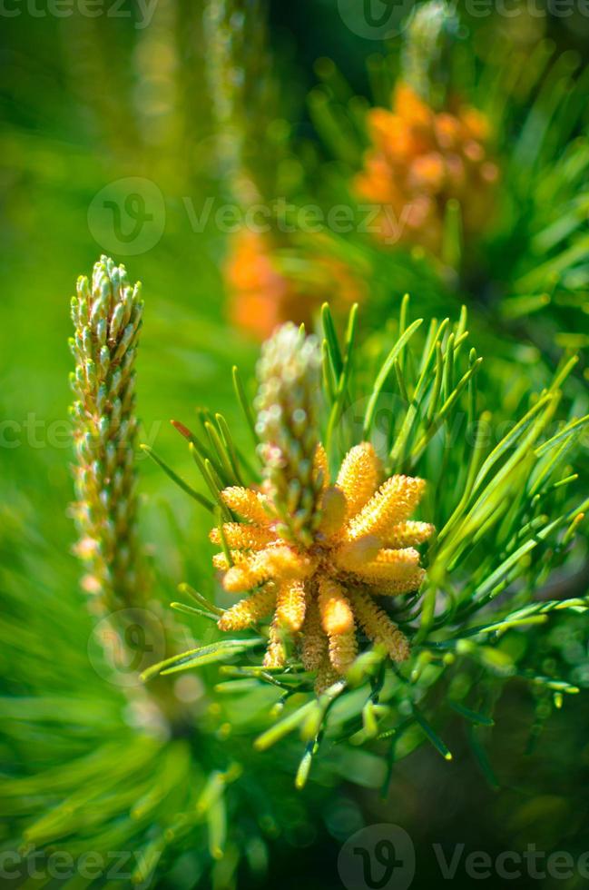 fleur de pin en fleurs au printemps photo