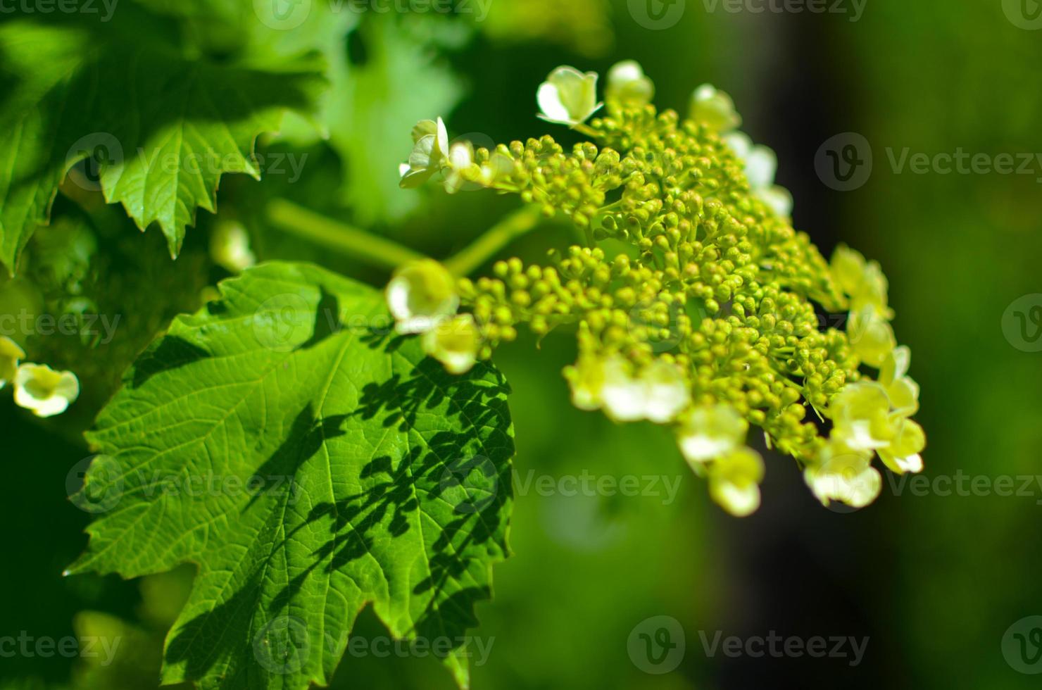 fleur blanche de viburnum opulus close-up photo