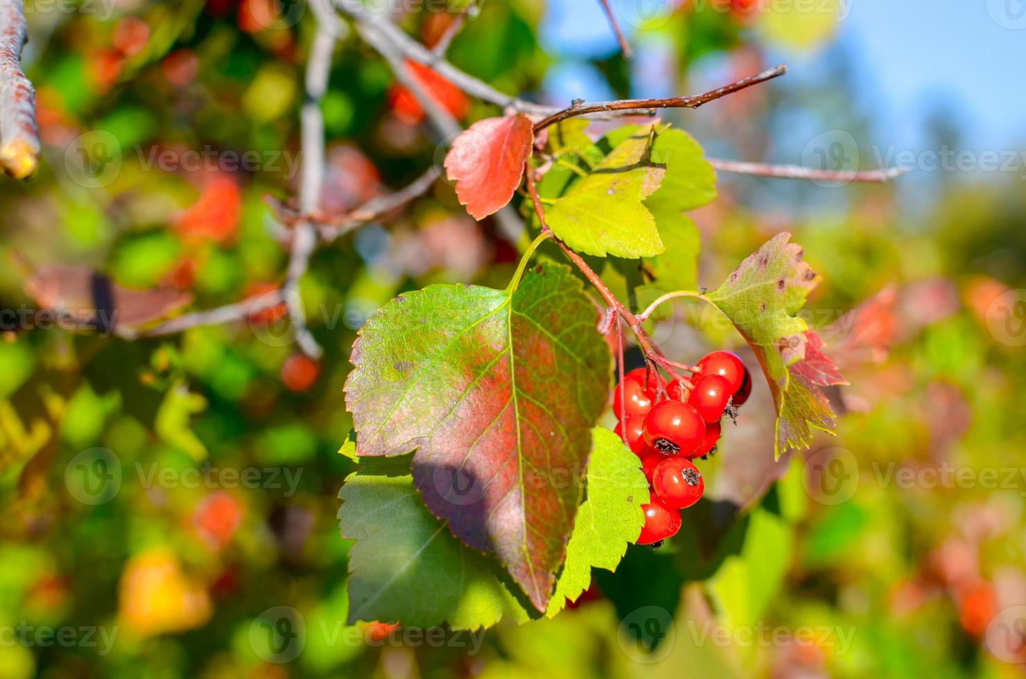 baies rouges et feuilles d'aubépine sur l'arbre. fond naturel d'automne photo