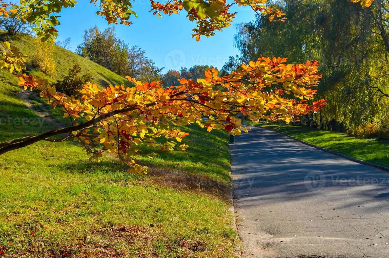 belle allée romantique dans un parc avec des arbres colorés jaunes et la lumière du soleil photo