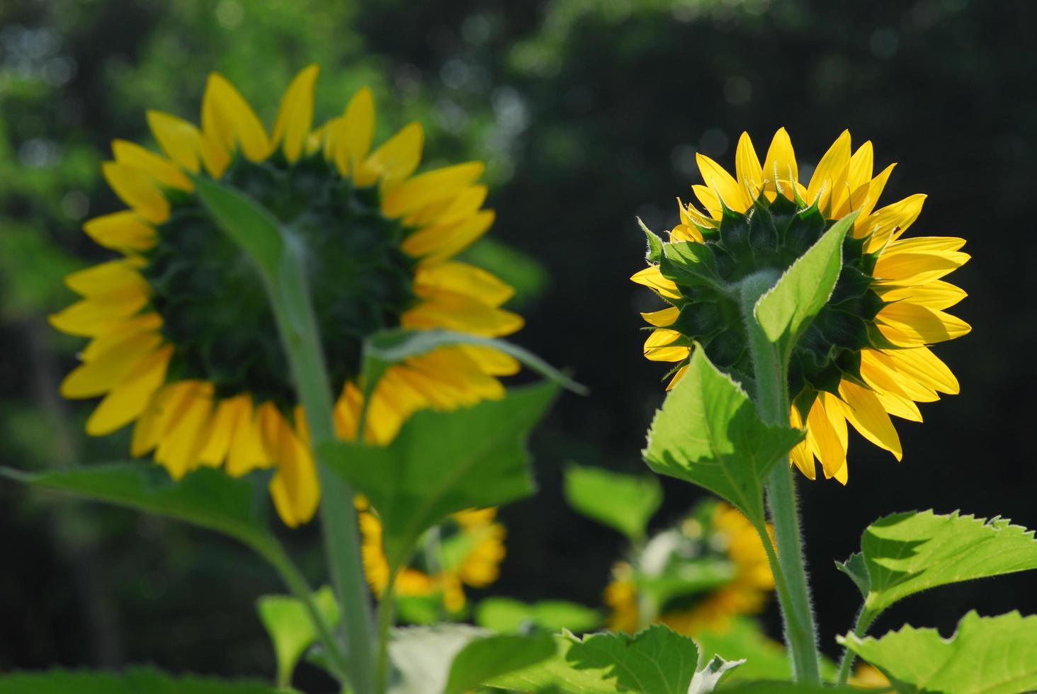 Tournesol jeune bourgeon en fleurs, macro, gros plan photo