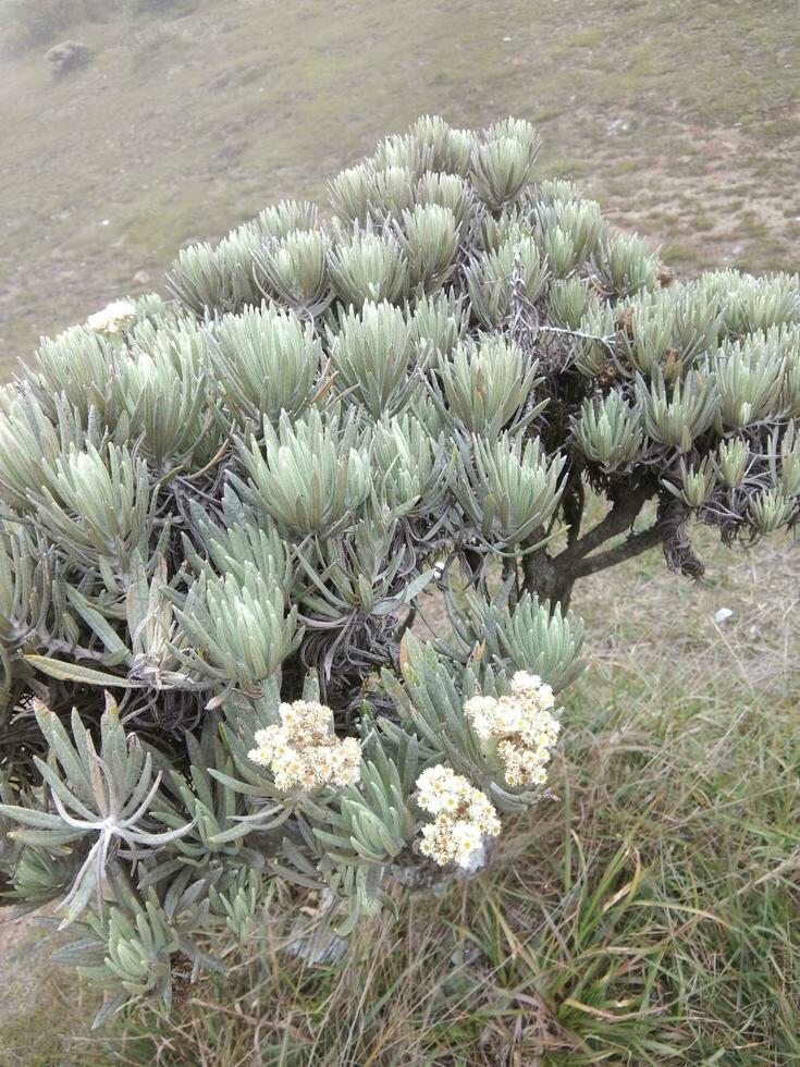 dans gede pangrango Montagne près bogor, Indonésie, le fleurs de edelweiss pouvez être trouvé. photo