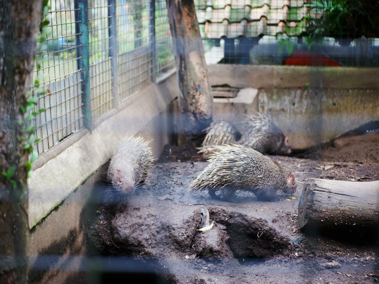 une groupe de hérissons à la recherche pour nourriture par reniflement leur nez dans des cages à le zoo photo
