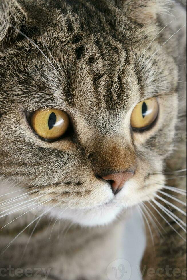 bannière de une proche en haut de une tigré chat visage avec marron yeux et nez photo