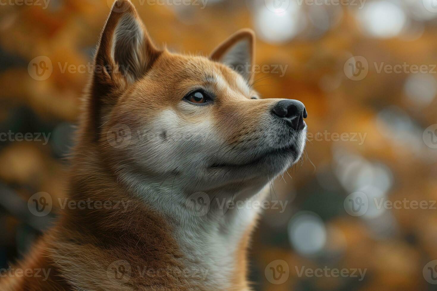 ai généré portrait de une shiba inu chien contemplant le l'automne paysage photo