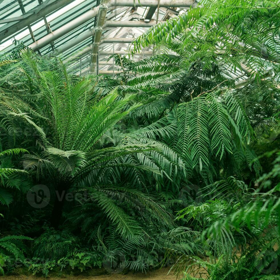 intérieur de une grand serre avec une collection de tropical les plantes photo