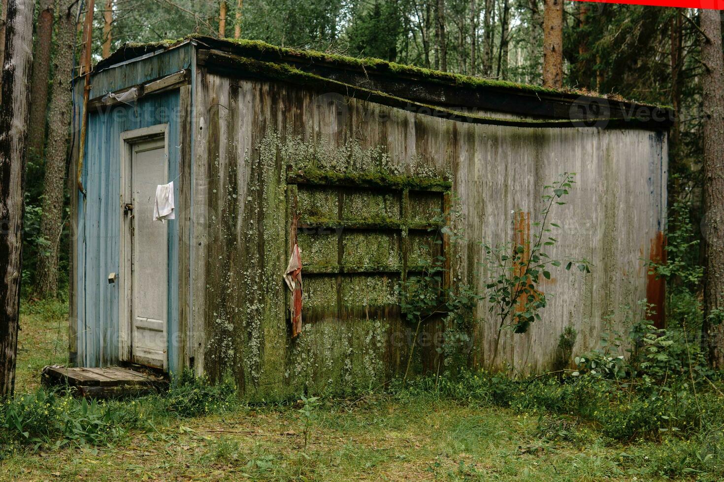 vieux cabanon dans le forêt couvert avec mousse et les lichens photo