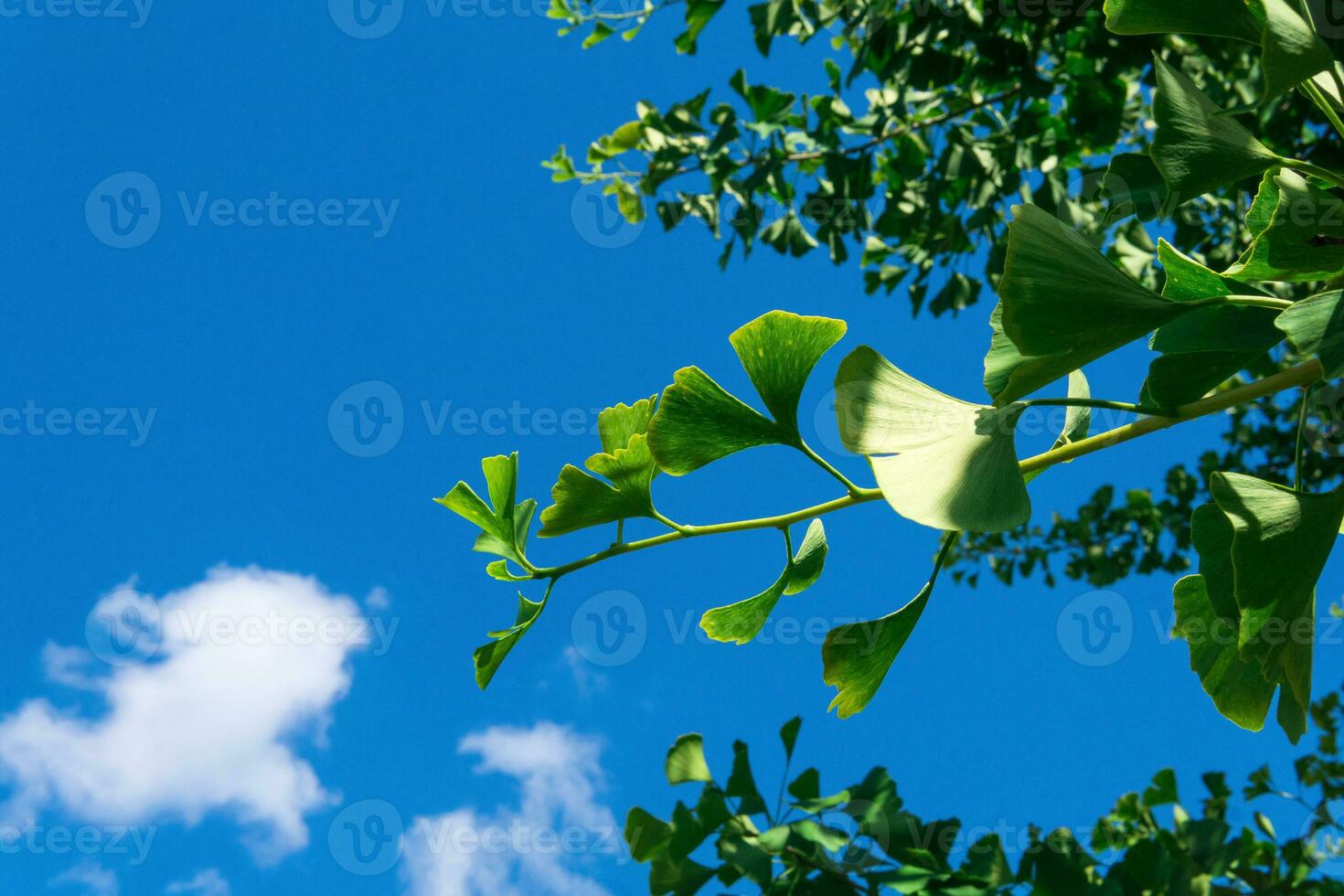 ginkgo arbre branches avec vert feuilles contre le bleu ciel photo