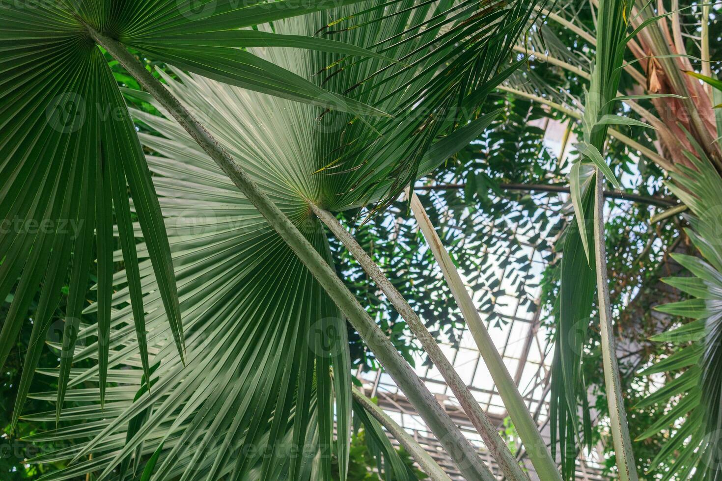 feuilles de paume des arbres et autre tropical les plantes couverture le plafond dans le serre photo