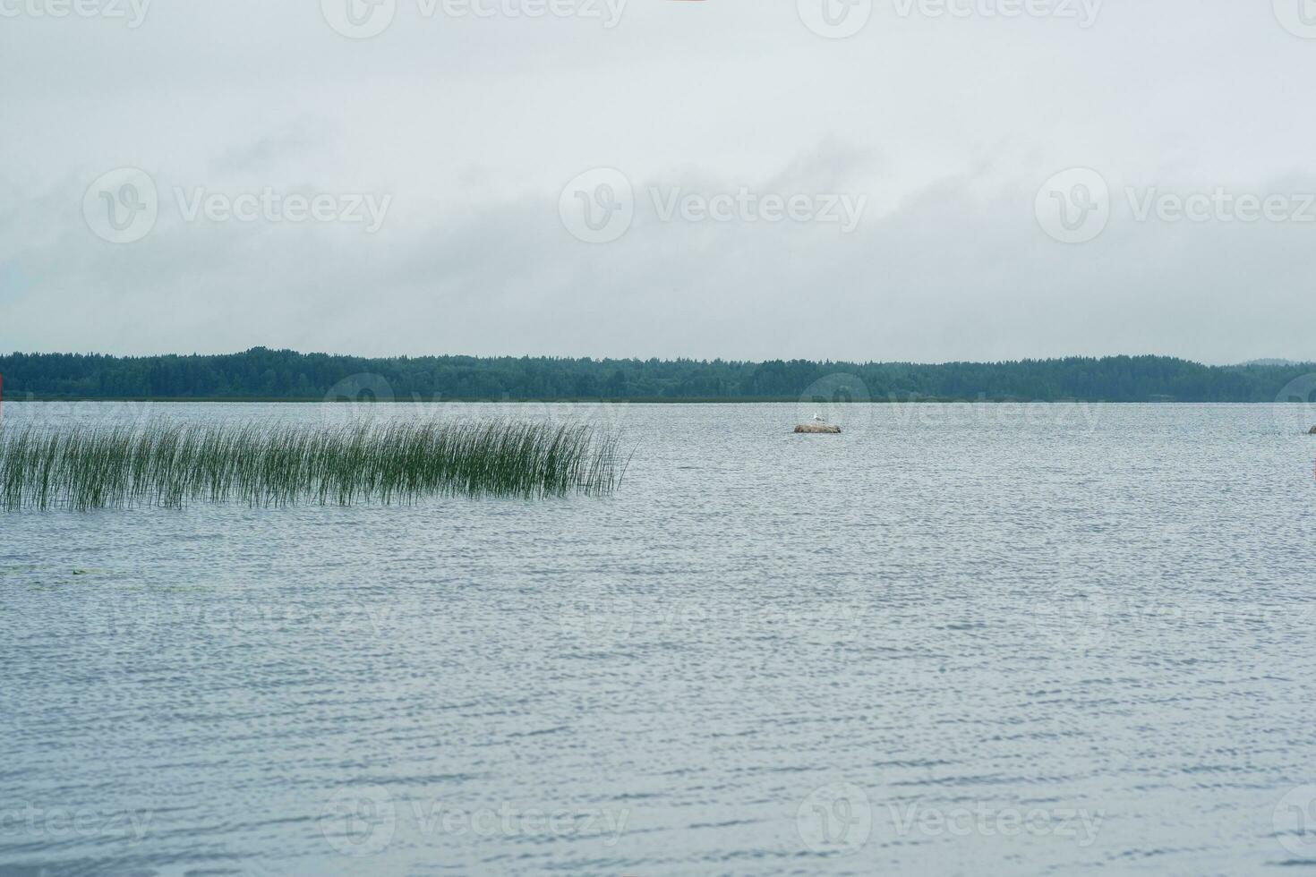 Naturel paysage, vaste peu profond Lac avec roseau banques sur une pluvieux jour, mouette est assis sur une Roche photo