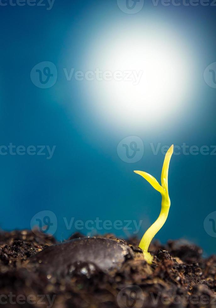 fraîcheur nouvelle vie, feuilles de jeunes plants de plantes dans la nature photo