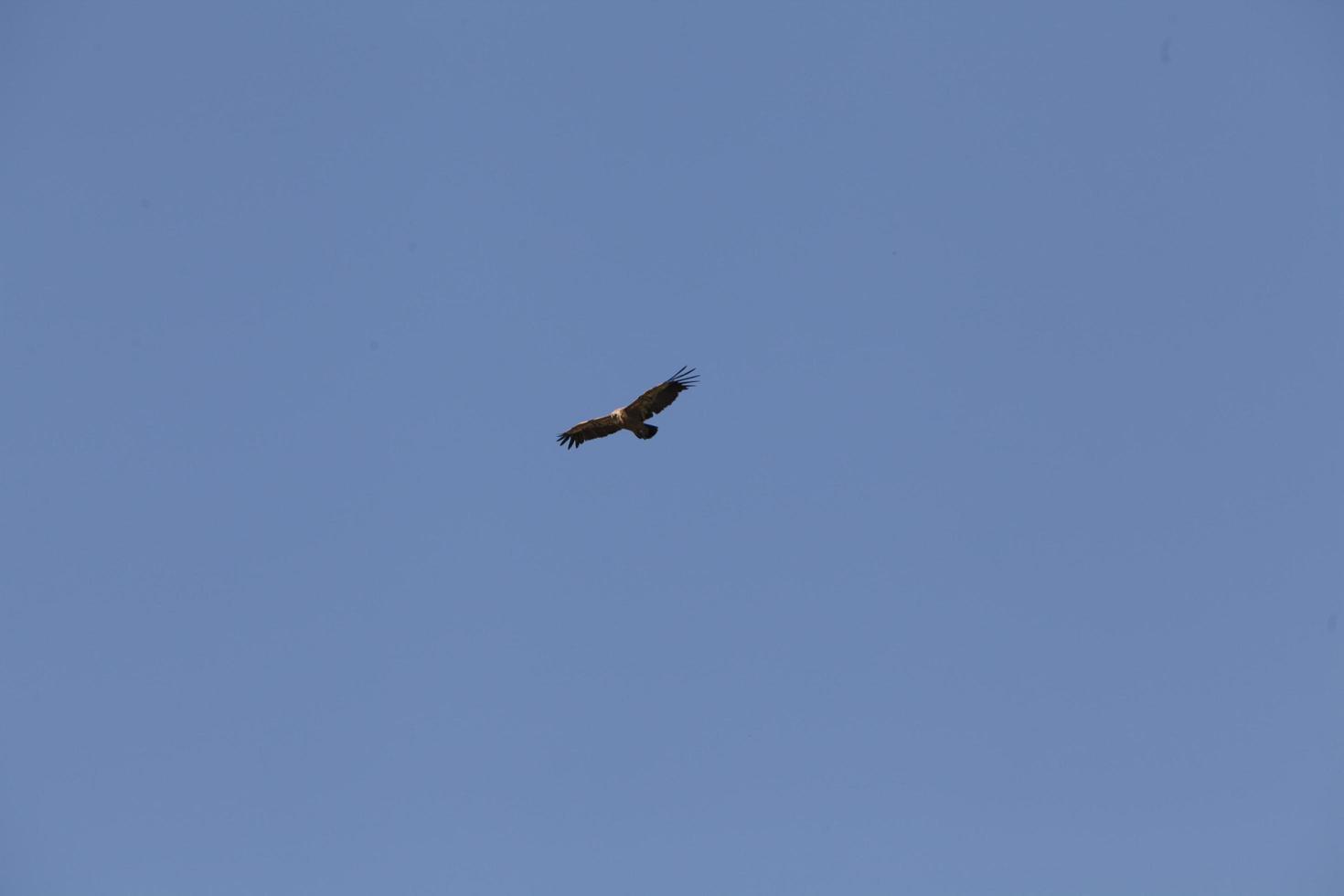 incroyable vautour d'israël, vautour de la terre sainte photo