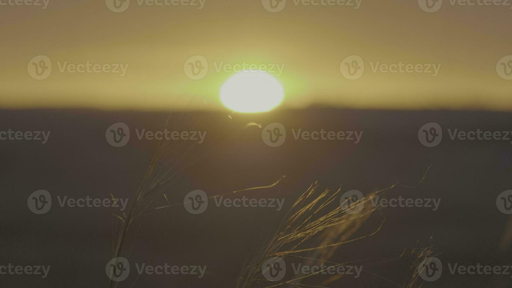 herbe dans le vent à lever du soleil. été herbe Prairie de agréable vent avec brillant lumière du soleil ensoleillé printemps photo