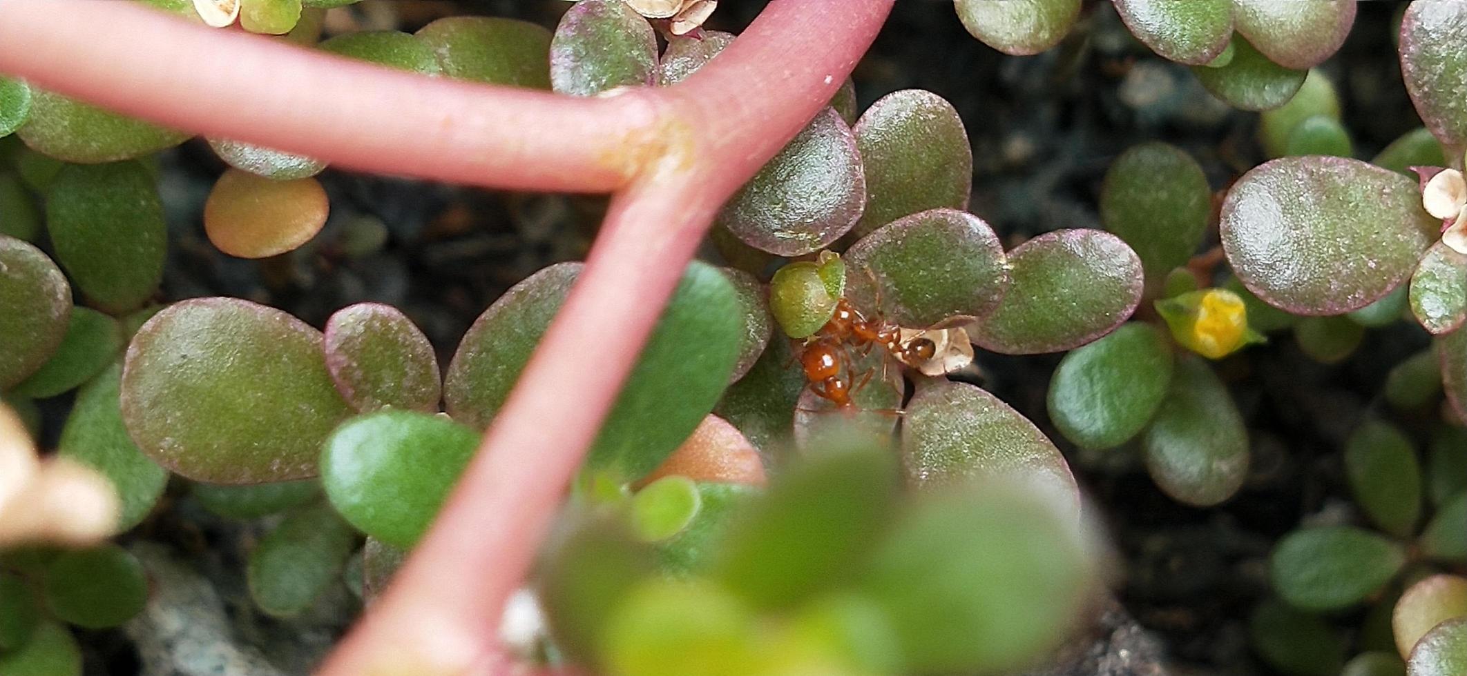 photo de fleur séchée