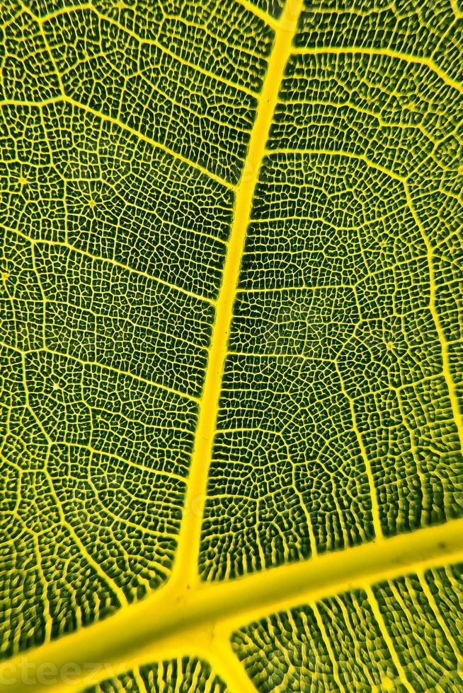 l'image de détail d'une feuille. image macro pour l'effet de conception. veine, nervure médiane et limbe se bouchent. photo