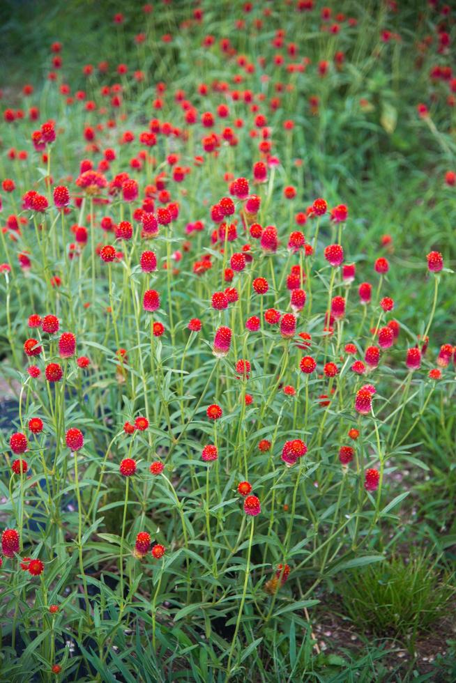 belles fleurs sauvages rouges à la campagne. Shirakawa go, Japon photo