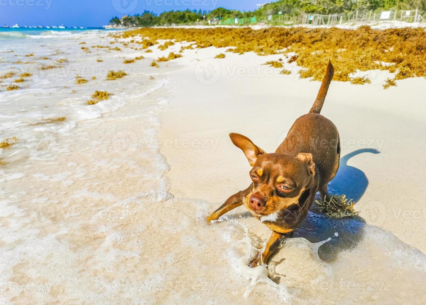 chien chihuahua mexicain joue sur la plage playa del carmen mexique. photo
