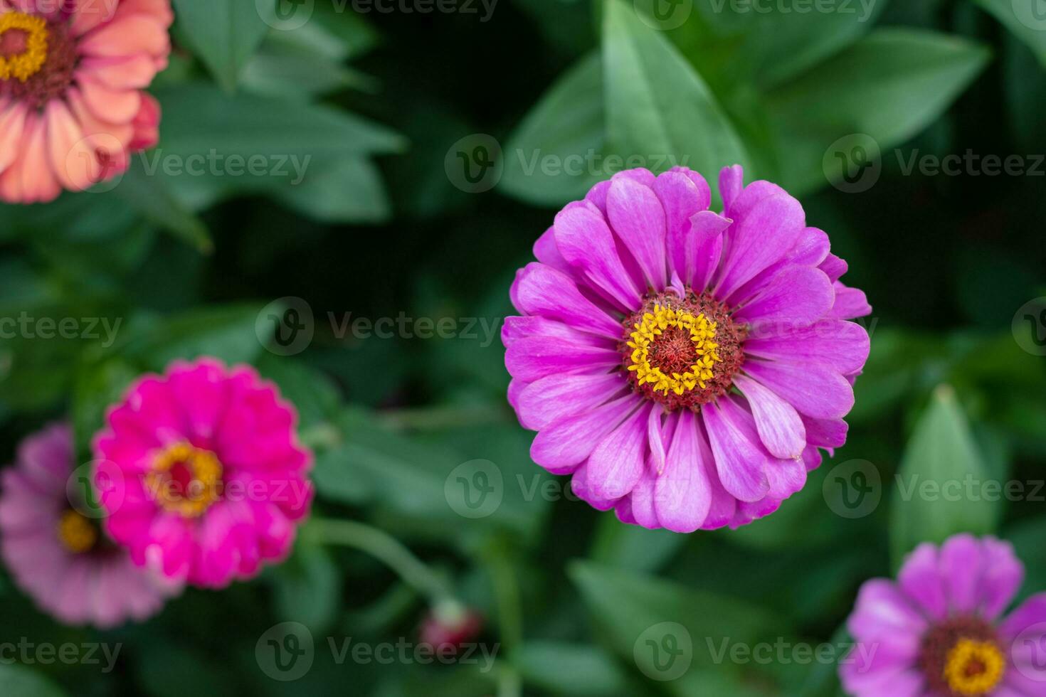 fleur de gerbera dans le jardin, le nom scientifique est gerbera jamesonii photo