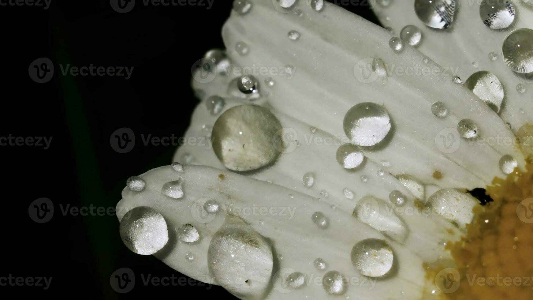 une fermer coup de une Marguerite dans macro la photographie. créatif. une énorme bourgeon sur lequel là est peu rosée et très petit noir insectes crawl. photo