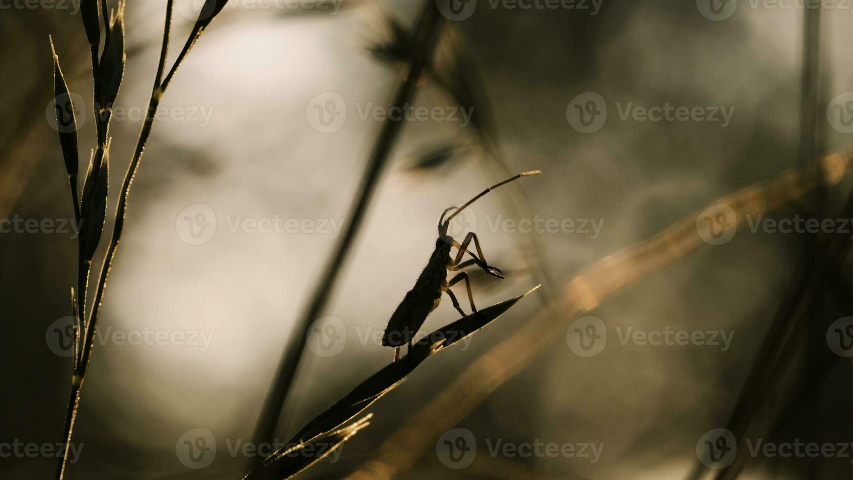 une scarabée dans le herbe. créatif. une scarabée dans sec herbe dans macro la photographie rampe le long de une tige de tranchant herbe . photo