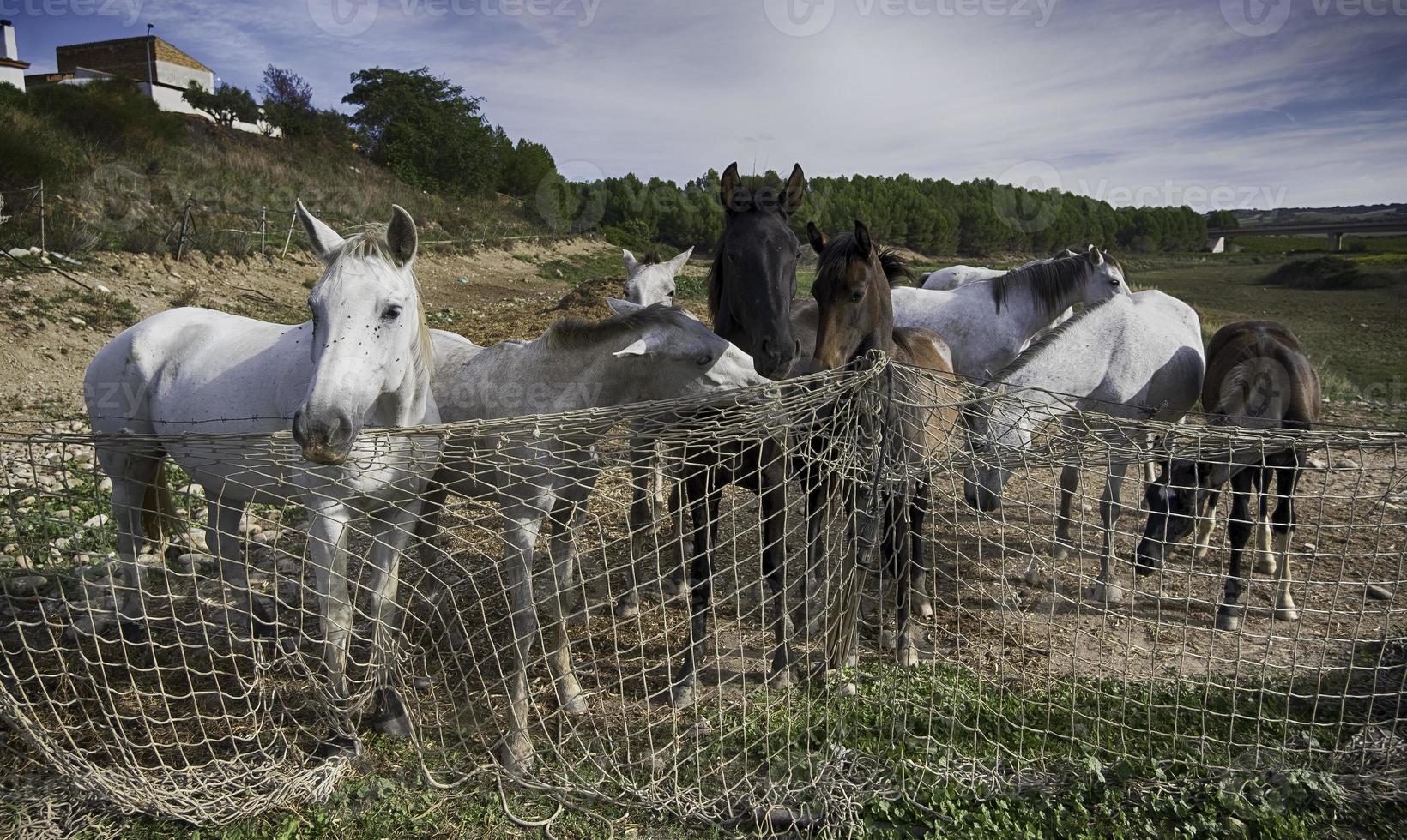 chevaux mangeant à la ferme photo