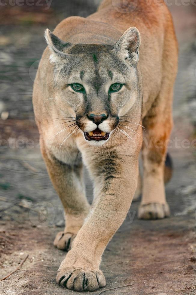 cougar, un beau prédateur et un résident du zoo, un animal dangereux. photo