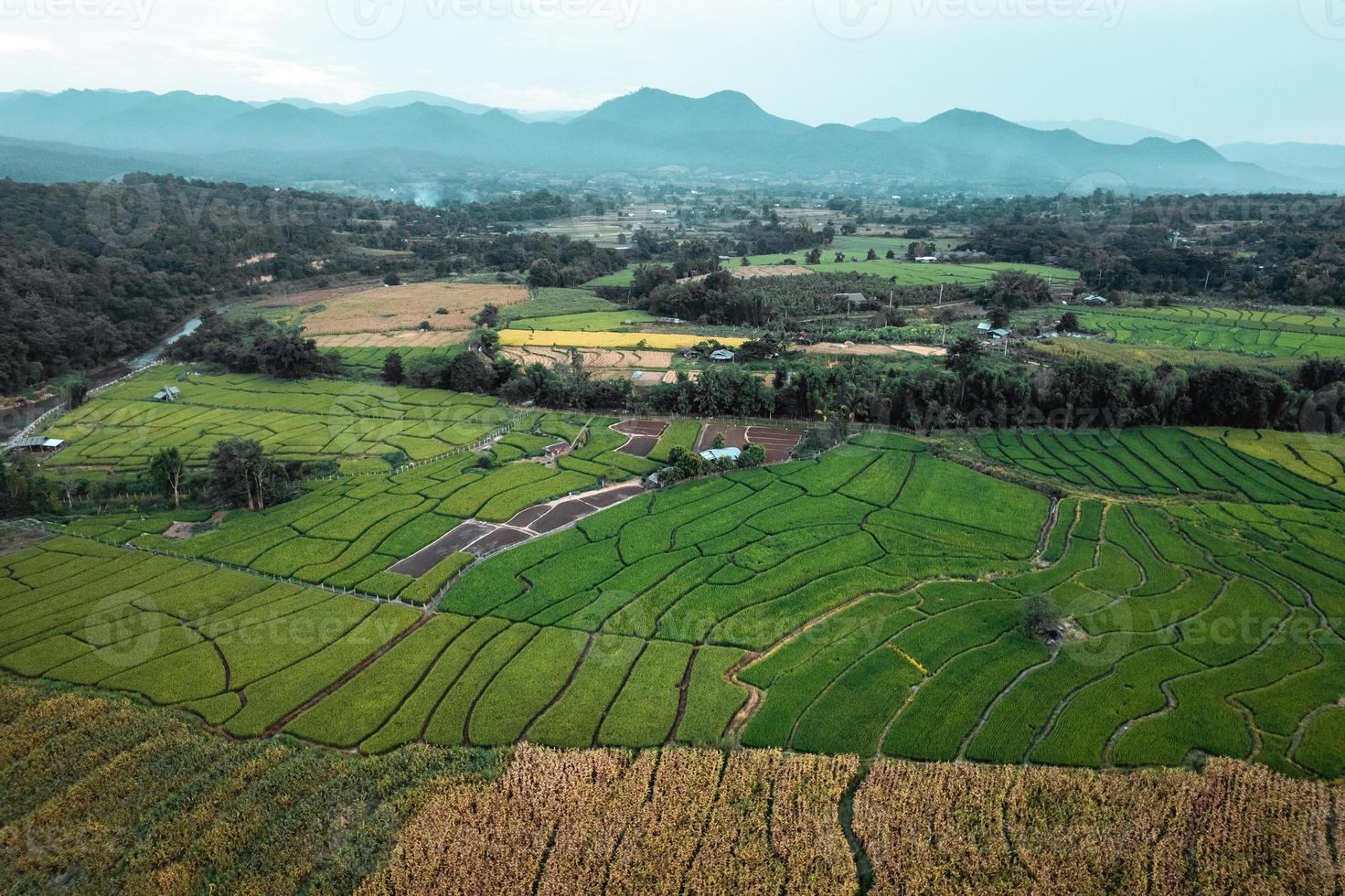 rizières vertes et agriculture vue grand angle photo