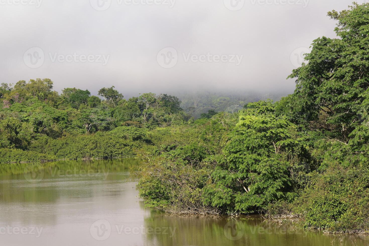 Matin brouillard sur le amana rivière, un amazone affluent, amazonas État, Brésil photo
