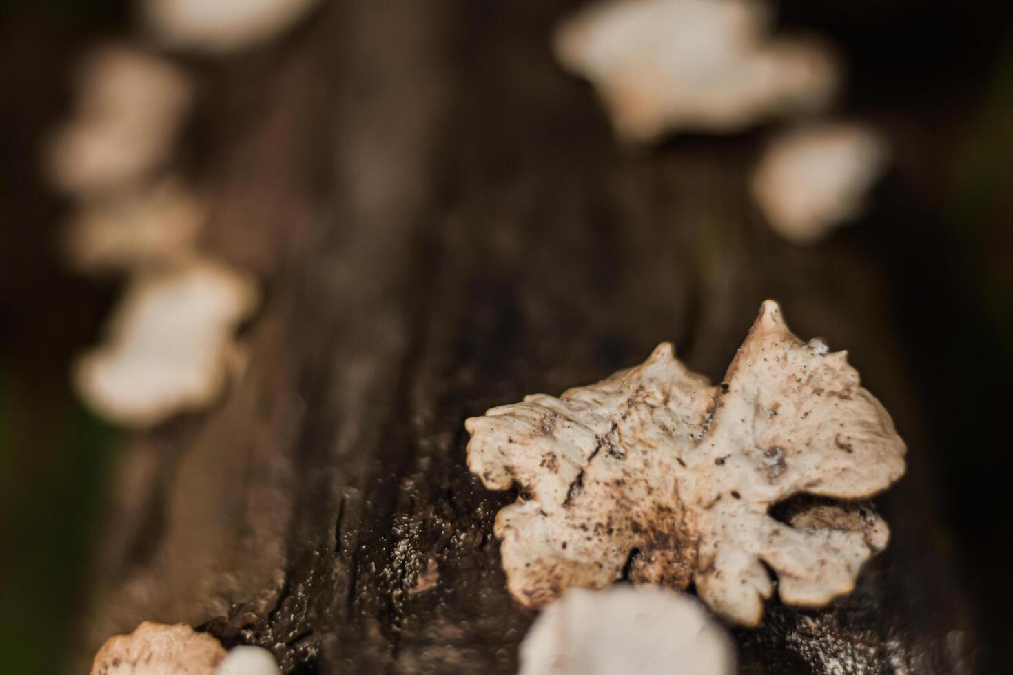 champignons cette grandir sur journaux dans riches les forêts. photo