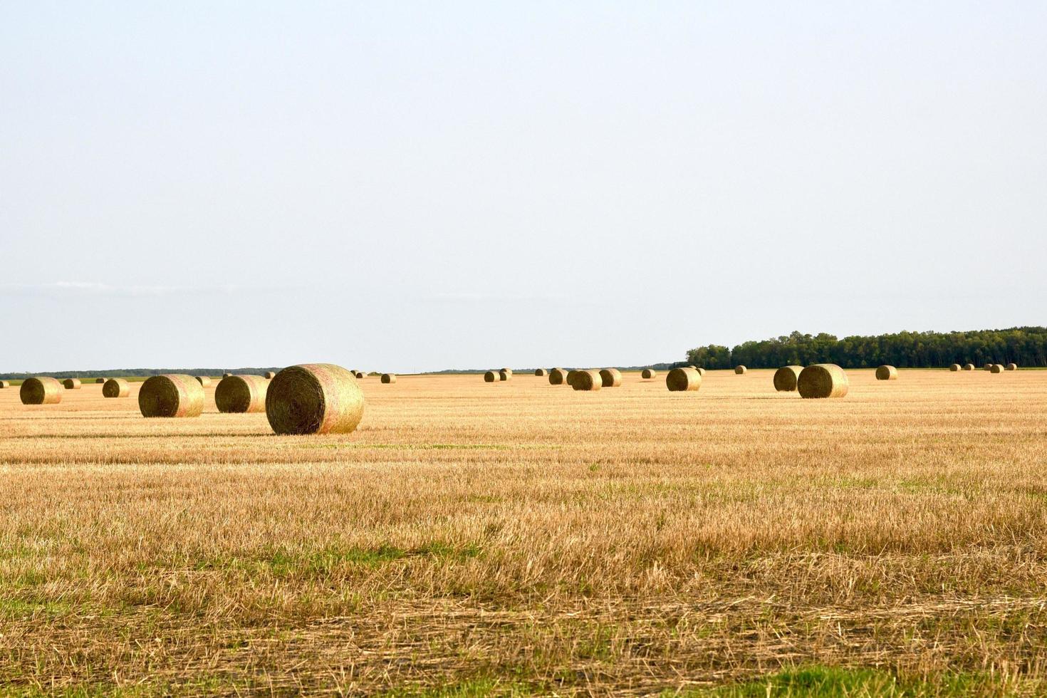 balles de foin rondes dans un champ photo