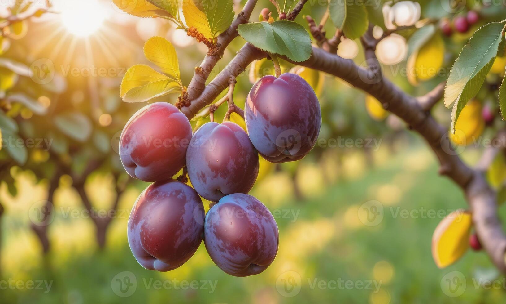 ai généré mûr prunes sur une arbre branche dans le jardin à le coucher du soleil photo