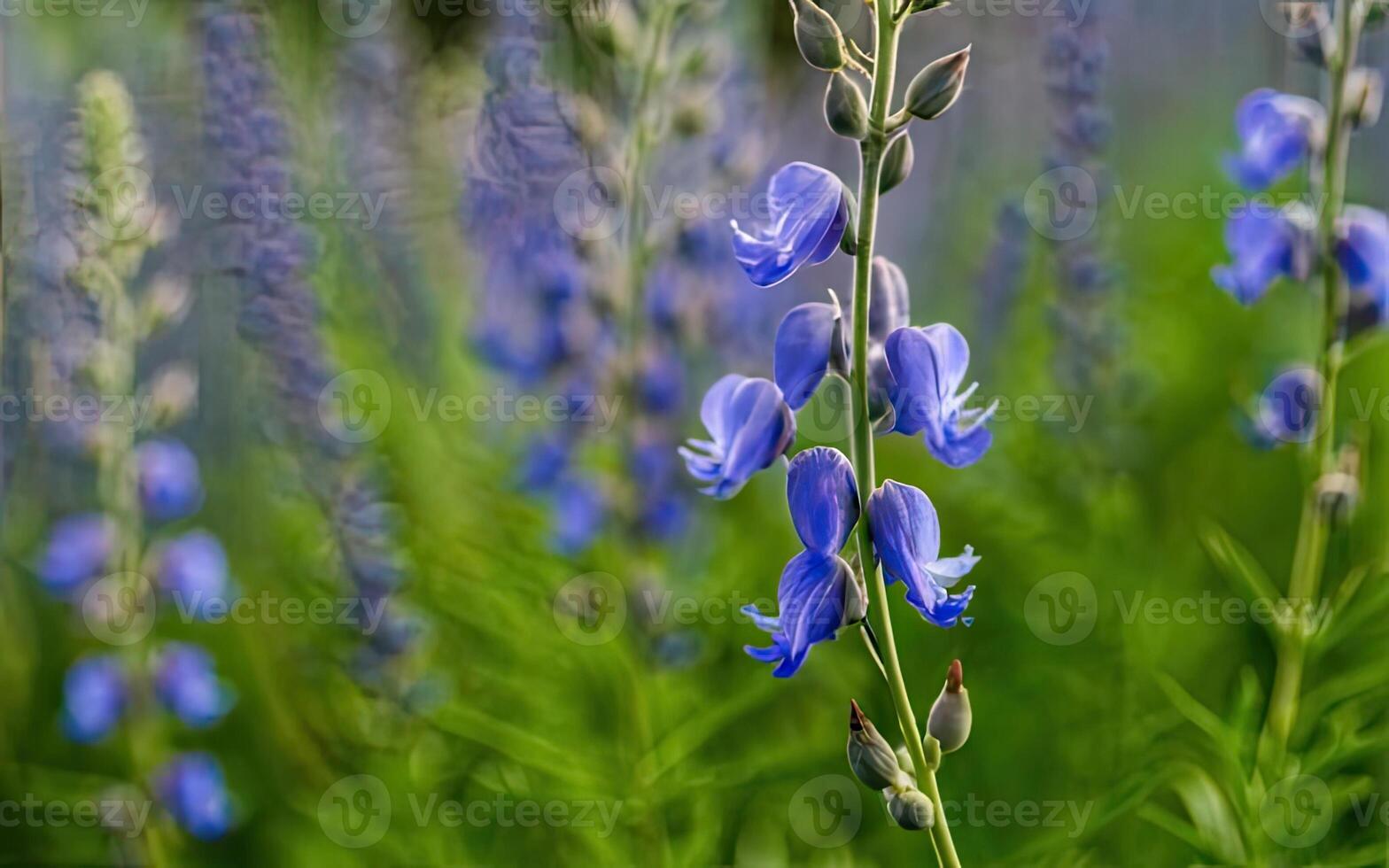 ai généré aconitum fleur HD photo avec Contexte