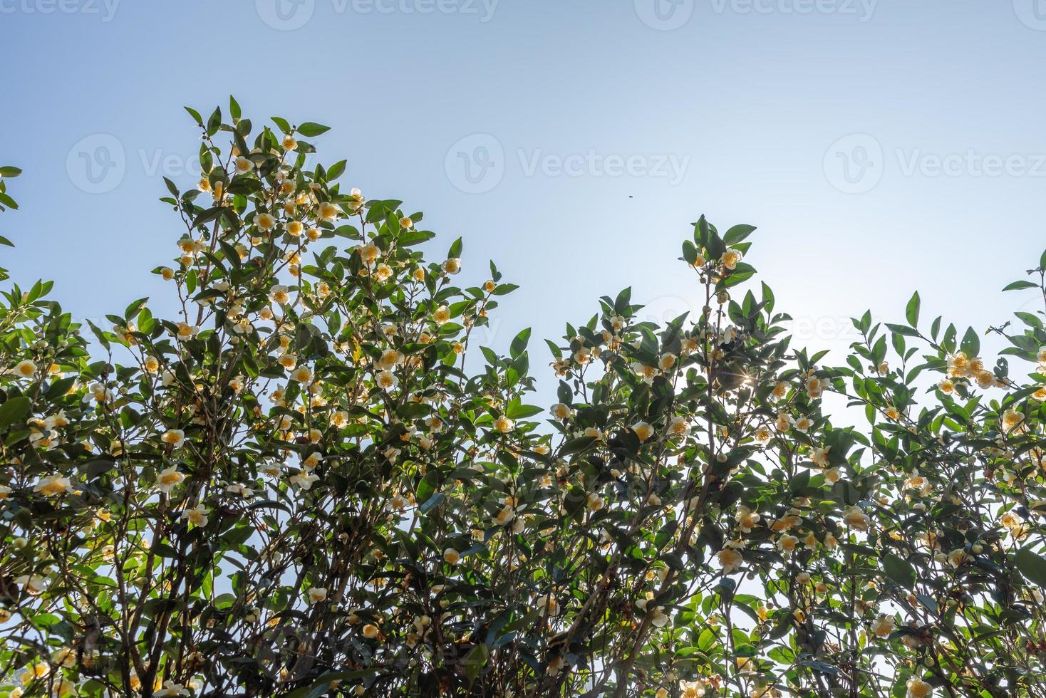 les arbres à thé du jardin de thé sont en pleine floraison photo