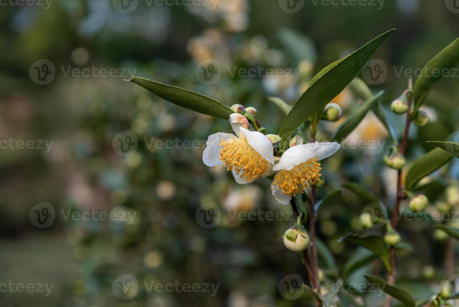 sous le soleil, des fleurs de thé aux pétales blancs et aux noyaux de fleurs jaunes se trouvent dans la forêt de thé sauvage photo