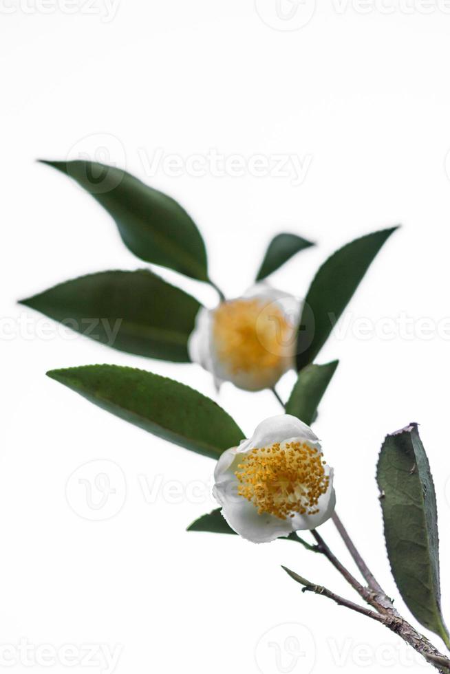 deux fleurs et feuilles de thé sur fond blanc photo