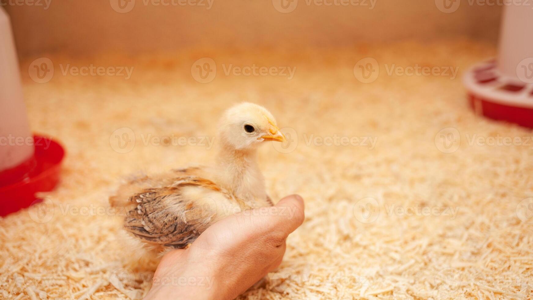 petit poulet dans poulet coopérative, sciure litière, oiseau reproduction, concept de écologique. oiseau séance dans main. photo