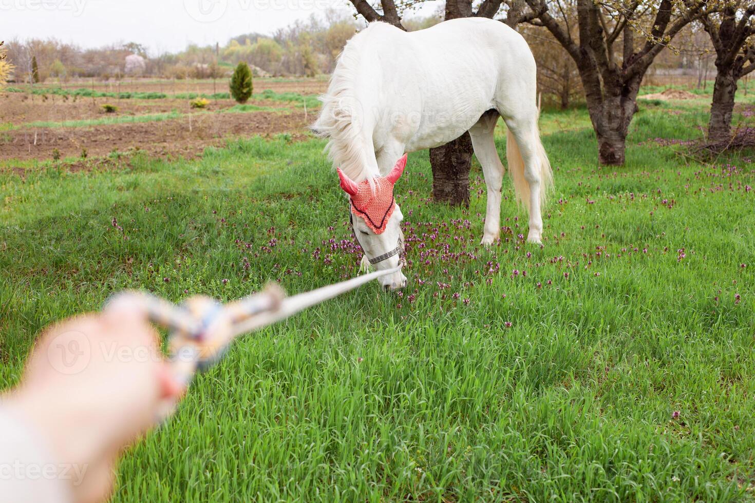 une magnifique blanc cheval dans une rouge chapeau photo