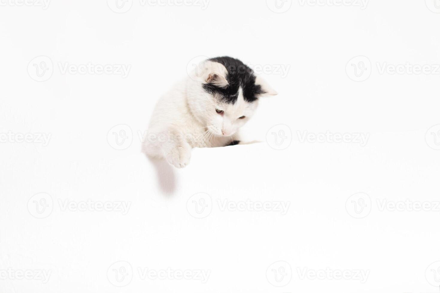 marrant animal de compagnie chat montrant une placard isolé sur blanc Contexte Moldavie, cintreuse, juillet 5, 2020, cintreuse forteresse, enfants plat photo