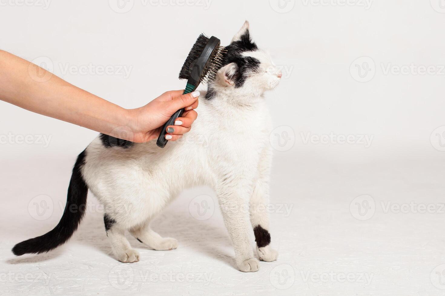 une homme peignes une noir et blanc chat avec une peigne pour animaux. Moldavie, cintreuse, juillet 5, 2020, cintreuse forteresse, enfants plat photo