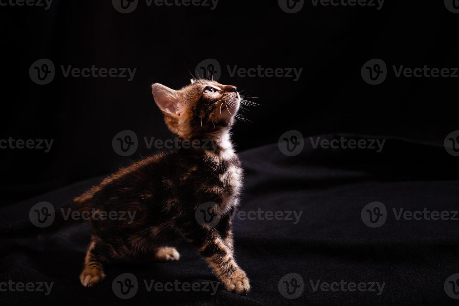 marron peu bengali léopard tigre chaton sur une noir Contexte. photo