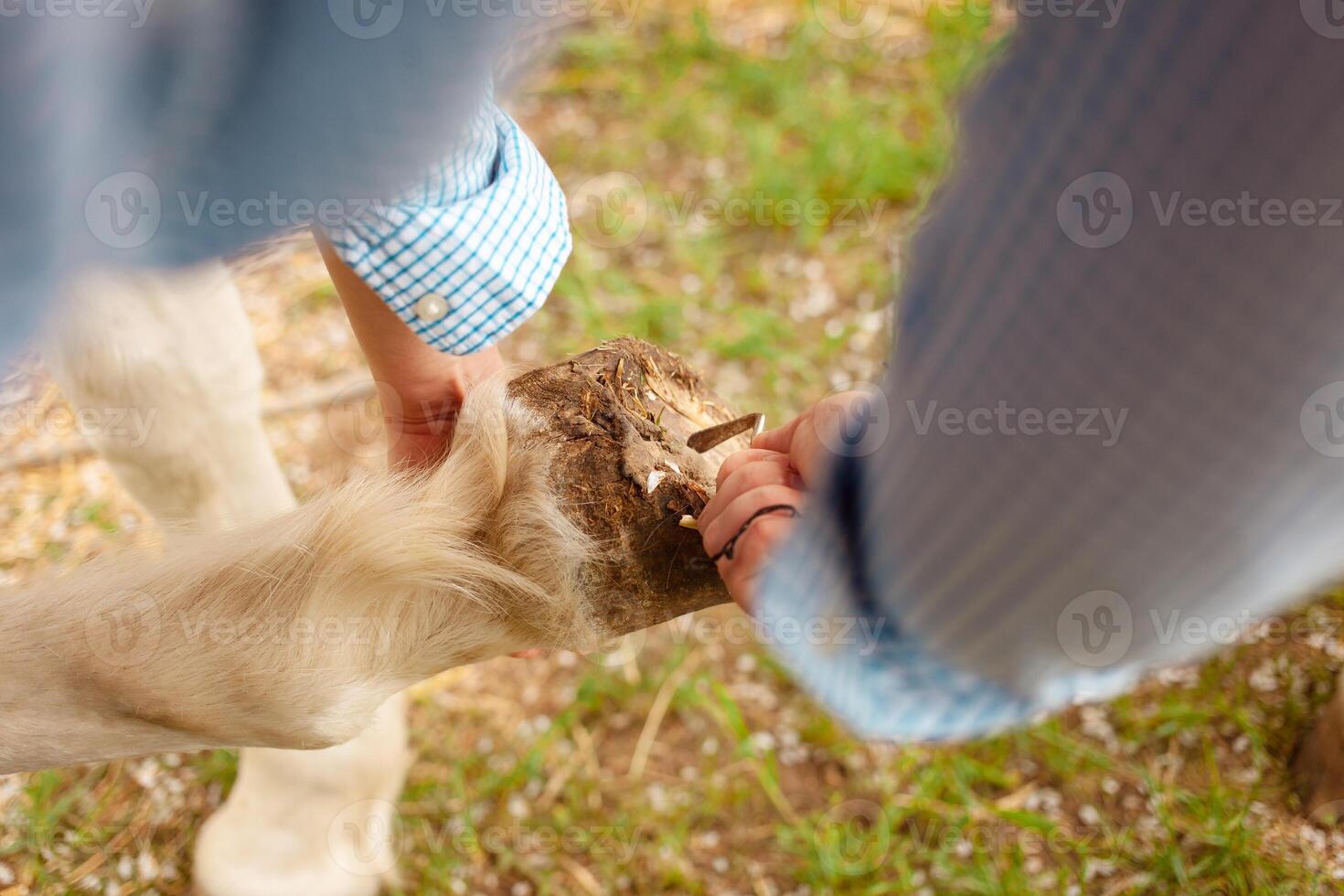 aimer, se soucier pour animaux. nature, printemps photo