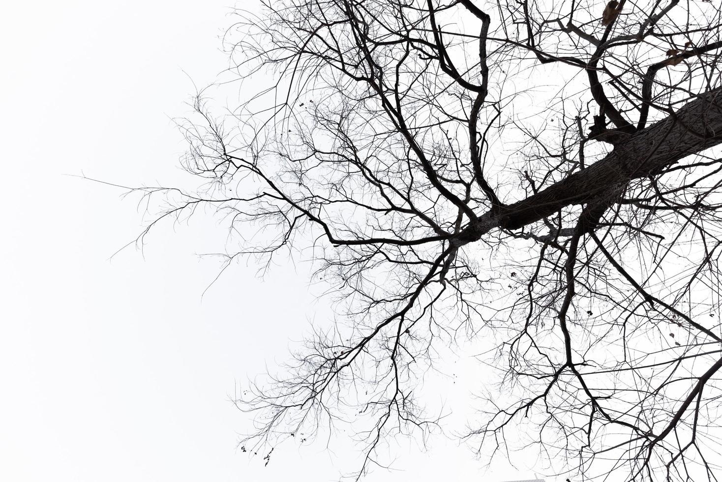 étranges arbres morts dans un fond pur photo