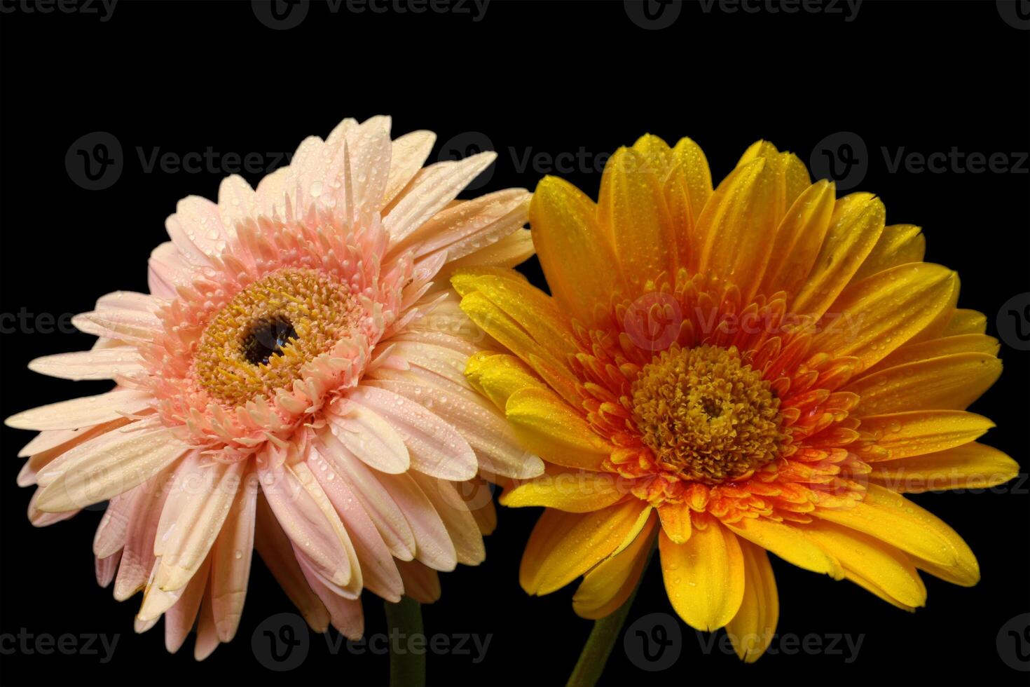 Orange et rose isolé gerbera sur noir Contexte. Orange et rose gerbera fleur tête photo