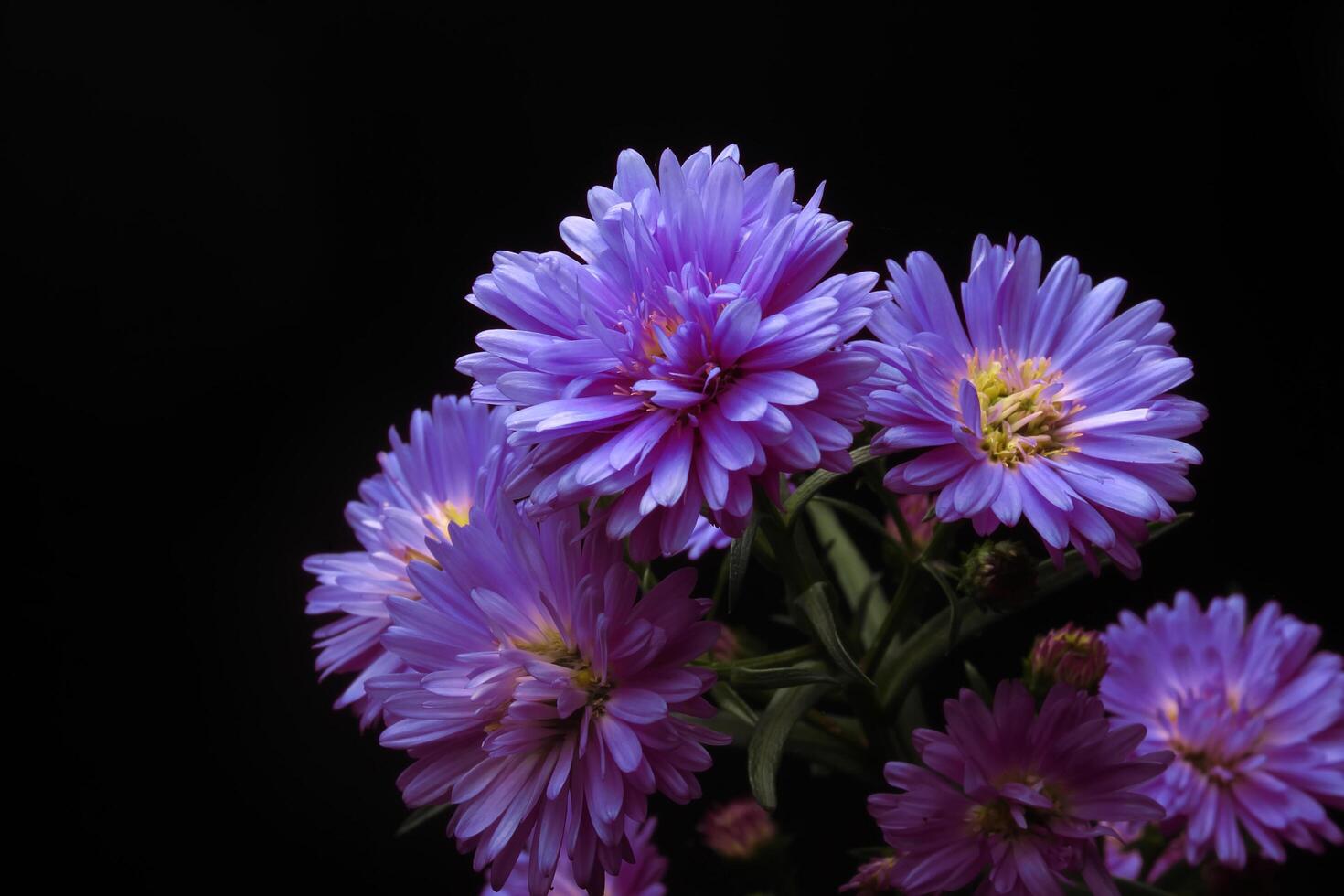 magnifique violet aster fleur sur noir photo