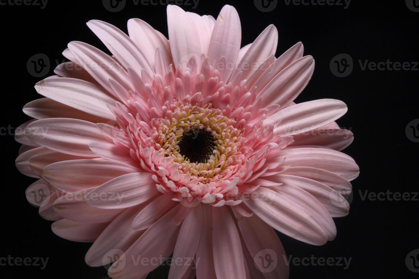 rose gerbera fleur sur noir photo