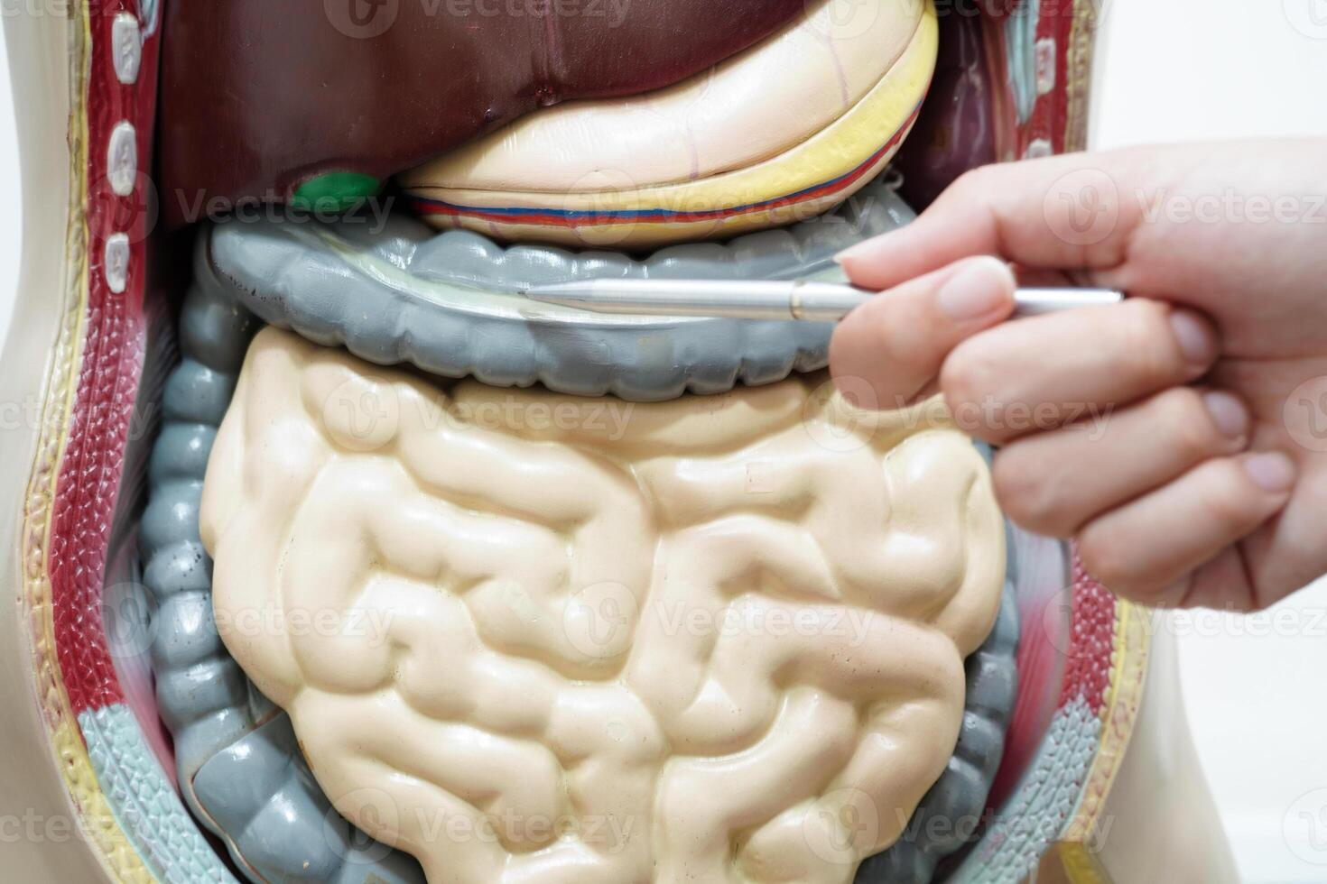 asiatique étudiant apprentissage avec Humain corps modèle dans anatomie la biologie dans salle de cours à haute école. photo